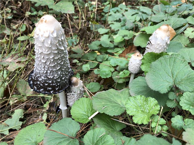 Fascinerende wezens
